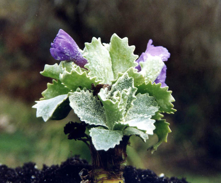 Primula marginata 'Caerulea' in bloom on limestone cliffs of the Maritime Alps